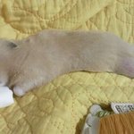 수정))★★내일 900일 되는 커플의 지긋지긋한 일상ㅋㅋ