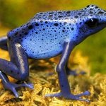 ※ 세계 위험한 동물&amp;곤충 !! 혐오 절대주의 2탄 !!! ※