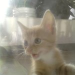 세계최고여신대회 1등 황금고양이 <b>분양</b>보냄