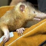 ※ +추가글 세계 희귀<b>동물</b> !! 혐오 주의없음! 3탄 !!! ※