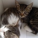 내생에 첫 고양이 (사진有)