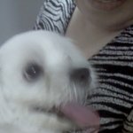 ★★★강아지를 주웠습니다!!! 서울 송파구 삼전동!!!★★★