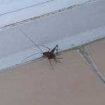 사진有) 혐오일지 모르는 공포의 곱등이 <b>사냥</b>기 ㅠㅠ