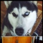 ★☆★☆[사진有] 길가다가 <b>큰개</b>들 보이실때 갖가지반응유형 [자제부탁]