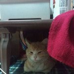 ★★★[사진有]대전 홍도동 근처에서 고양이 잃어버리신 분!!