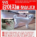 우리 <b>보들</b>이 좀 찾아주세요