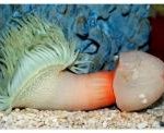 ▶▶▶▶▶▶▶▶▶▶여성부장관님  이세상 모든 <b>말미잘</b>을 없애주세요!...