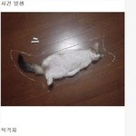 위성이야기 공감 (고양이 컷 포함)