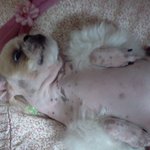 ▶ 저희<b>집</b> 강아지 어떡하죠?(<b>사진</b>有)
