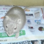 (급해요!!)제가 쥐를 주워왔는데...좀 도와주세요ㅠ