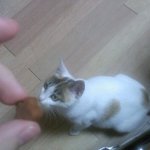 엄마네 사무실에 들어온 복덩이 길고양이★