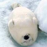 사진 有)여러분은 <b>하프</b>물범을 아시나요?