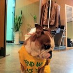 패셔니도그 50억 노숙개 <b>봉순</b>이를 아세요? ㅋ