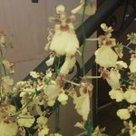 이 귀여운 <b>꽃</b>의 <b>이름</b>을 가르쳐주세요 ^^