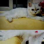 ♥저의 첫 동거묘를 소개합니다♥