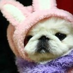 옹왔네