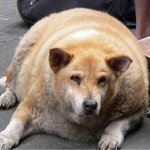 귀여운 동물 사진 모음!!!!! 사진 많음!!!!