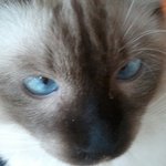 ★☆★(사진有) 퉤<b>니원</b> 씨엘 닮은 고양이ㅋㅋㅋㅋㅋㅋㅋㅋ★☆★