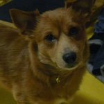 저희집 개가 어저께 죽었습니다.