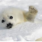 [험짤주의,사진有]<b>하프</b>물범을 보호합시다