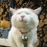 쿨한 백혈병환자의 고비