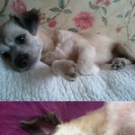 (사진有)<b>믹스</b>견이면더러운강아지?(수정)