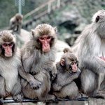 일본어에 받침이 없는 이유를 분석해본다,