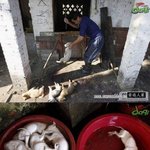 대륙의 강아지, 돼지를 <b>쥐포</b>로 먹는 잔인한 국가(혐오주의)