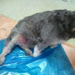 저희 <b>줄리</b> 수술비좀 기부해주실분...ㅠㅠ