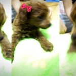 ★★사진有. 너무나도 사랑스러운 <b>내동</b>반자 소개할게요★★