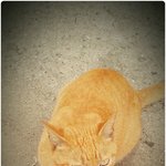 하이킥3 보다가 문득... <b>파도</b> 그리고 고양이 in 광안리