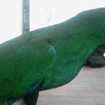 나는 앵무새 키운다