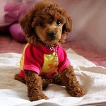 (후기)<b>토이</b>라고 분양받은강아지가 쌀포대자루만해졌어요  스압주의