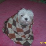 ★★★좋은주인만나 애기야!!(강아지)★★★