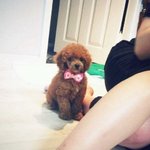 ★[개판] 푸들도 외모가 <b>역변</b>하나요?ㅋㅋㅋㅋㅋㅋㅋㅋㅋㅋㅋㅋㅋㅋㅋ