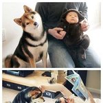 강아지와 아기 <귀여움<b>주의</b>>