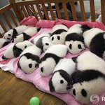 이거 <b>판다</b> 한마리 5만원