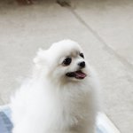 우리강아지도 얼짱도전 (포메라니언)