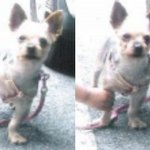 방울이좀찾아주세요..(양산시 물금읍 범어리)