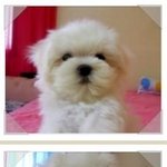 사차원강아지 우리집<b>몽몽이</b> +_+