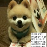 인형보다 더 예뻐서 <b>유명</b>해진 강아지?