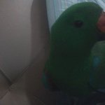 나는 앵무새 키운다3