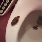 박스로 가짜똥 만들어봄ㅋㅋㅋㅋ