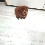 ★[개판Ⅱ]<b>역변</b>한푸들2탄ㅋㅋㅋㅋㅋㅋㅋㅋㅋㅋㅋㅋㅋㅋㅋㅋㅋㅋ