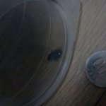 바퀴벌레 등 휴지로 잡기 무섭다 하는분들 꼭보셈 (효과적인 바퀴벌레...