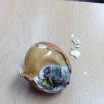 ★학교<b>매점</b>에서사먹고죽을뻔한알장군계란????????????★