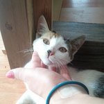 <사진有>고양이 에쿠와 다이나 그리고 <b>아지</b>!!