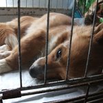 제발 부산시 유기동물 보호소로 유기동물을 신고해 보내지 마십시요...