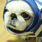글이 빨리안올라 온다는 옹이를 위해