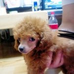 우리 턱돌이 푸들 비니도 봐주세여!!